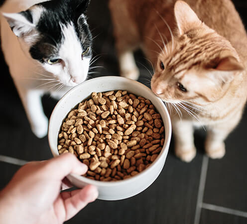 Pet nutrition ingredients – proteins, fibers, vitamins for pet food manufacturing